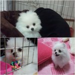 단지<b>요지</b> 2탄올립니다^^ 너무 이뻐해주셔서 감사합니다^^