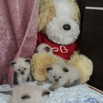 봄이가 엄마가됐어요 4탄