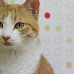 [개냥하우스] 여기가 사람 집이야 <b>동물</b>의 집이야? 3탄