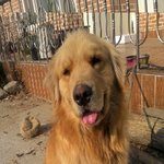 곰같은 개 하웅이