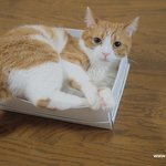 <b>상자</b> 쟁탈전(유봉이네판)