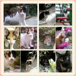 경남 고양이<b>대량</b>학살 사건