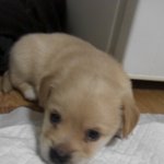 수달닮은 새끼강아지 오달이