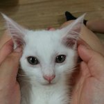 아련아련한 청순냥이 <b>효</b>비씨ㅎㅎ