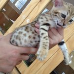 진정한 <b>미묘</b> 뱅갈고양이 치타를 소개합니다.