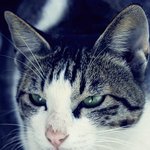 과거 길고양이들과의 인연 4
