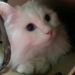 스압)냥이 <b>셀프</b>미용 도저언!
