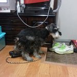 악마견no!!! <b>폭풍</b>애교 "또" 9탄