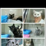 [도와주세요]3일뒤 안락사된다는 버려진 아이들..