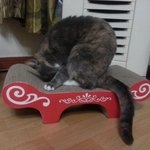 [김괭] 김괭이 왔어요~(추가)