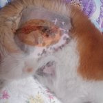 저희 강아지 좀 도와주세요.(사진있어요)