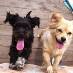 우리집 귀요미 <b>노리</b>와 검희!소개합니다