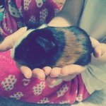 기니피그 똘<b>식이</b>!