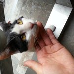 고양이 주인 찾습니다(시흥5동)<b>gs25</b>시 근처