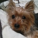 집나갔다가 아빠찾고 같이 집에 돌아온 강아지 <b>유키</b>