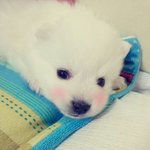 우리 <b>호두</b> 귀엽죠?