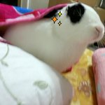 우리 집 토끼 <b>밀크</b>&amp; 코코를 소개합니다.