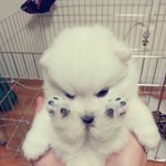 우리 <b>호두</b>예용