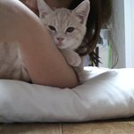 이 고양이 <b>종이</b> 머에요? (울산 길 잃은 고양이 주인 찾아요~)