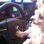 <b>bmw</b> 운전하는 강아지^^