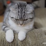 <b>바보</b>고양이 앙즈(유봉이네)