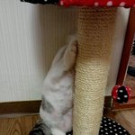 스코티쉬폴드 말랑말랑 쵸파왔어요~