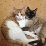 [냥판] 길고양이 춘심이와 산책냥 연심이를 소개합니다~