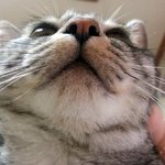 냥판) 지기지기 따식이 이야기, 9