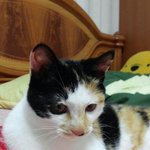 우리집 귀염둥이 코코 7개월(암) 소개 합니다...