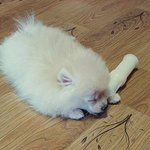 담이의 여름<b>나기</b>