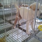 유기견 봉사활동 후기...<b>사지</b>말고 입양하세요!!