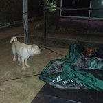 [샤페이]  코골이 김봉구선생 계곡여행기