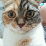 냥판)<b>두</b>번째로 올려요(<b>찌</b>롱&amp;앙쥬)