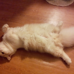 냥이판)엉똥&amp;쑝콩 4번째이야기