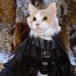 귀여운 코스프레 <b>의상</b>을 입은 고양이