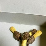 <b>초코송</b>이 왜이래요?(사진잇슴)