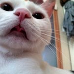 [냥판] <b>대두</b>김용배의 혓바닥묘기 :)