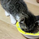 [개냥하우스] 여기가 사람 집이야 <b>동물</b>의 집이야? 4탄 - 새 식구