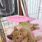 본네트에서 발견한 아깽이