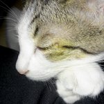 저희집고양이<b>토리</b>예요~