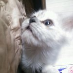 [냥판]  우리집 개냥이와 <b>소심</b>냥이 두마리