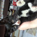 3개월된 <b>아가</b>냥이 분양합니다~