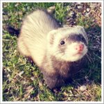 페럿이란 <b>동물</b>을 알고 계시나요 _???