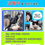 관악구 <b>신림</b>4동 턱시도 고양이를 찾습니다.  뚱뚱하고 초록색 목걸이를...