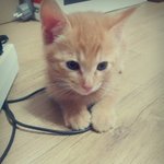 [고양이]  창고에서태어난 <b>포도</b> 3번째 이야기!!ㅋㅋ