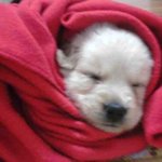 우리 뭉뭉이 (골든 리트리버) 귀요미 ㅋㅋ