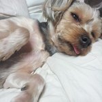 유기견 <b>입양</b> 조언 부탁드려요!