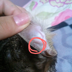 (사진) 저희집고양이가 살인진드기한테 물렸어요...... 어떻하죠...