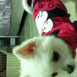 백곰 <b>콜렉션</b>