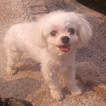 <b>미용</b>보냈다가 강아지가 죽었어요. 제발 도와주세요.(추가)